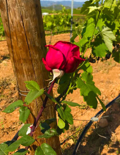 Mi Vino de Autor. Viñedo con sistema natural de cultivo en la Sierra del Espadan