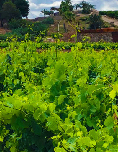 Viñedo Mi Vino en la Sierra del Espadan Valencia